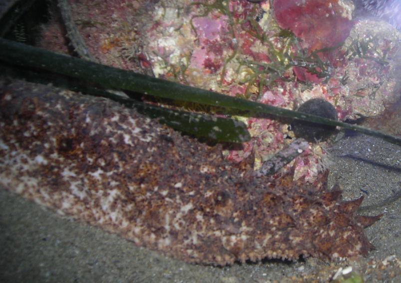 Holothuria sp.